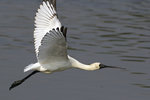 _IGP5876_P