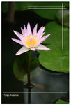 IMG_0125copy