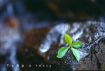 

Image003 copy