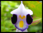 SANY0807 copy