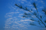 
Image020 copy