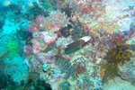 P1010136