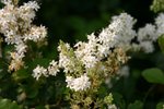 IMG_0799