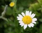 IMG_0014A