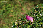DSC_7092 copy