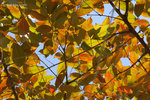 DSC_7096 copy