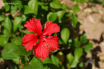 DSC_7098 copy