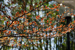 DSC_7105 copy