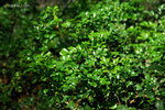 DSC_7108 copy
