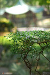 DSC_7111 copy