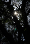 DSC_7113 copy