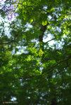 DSC_7114 copy