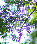 DSC_7114 crop1