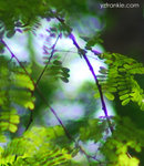 DSC_7114 crop2