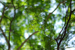 DSC_7122 copy