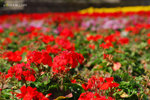 DSC_7133 copy
