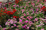 DSC_7136 copy