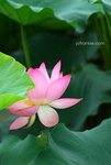 DSC_2363 copy