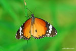 DSC_8475 copy