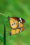 DSC_8496_copy