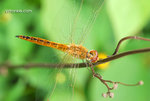 DSC_3400_copy