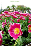 DSC_8575_copy