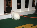 IMG_0154