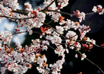aDSC_0323