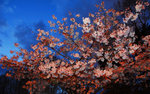 cDSC_0222