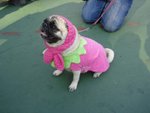 In Dog Show