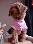 �ߤlChestnut