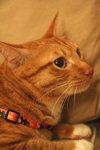Siu Fu �p��
