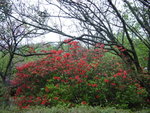 

Yeung Ming Hill