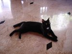 
A lovely black cat