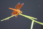 IMG_6929_resize