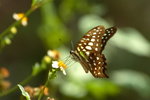 IMG_0732_resize