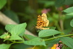 IMG_5705_resize