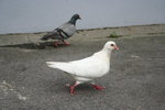 �Ӥ� 177