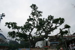 Tree outside the temple