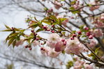 IMG_0664_�վ�j�p 