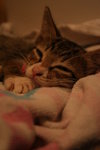 IMG_1452
