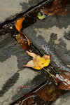 IMG_2562a