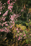 IMG_2770a