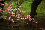 IMG_2771a