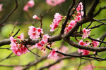 IMG_2777a