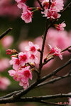 IMG_2778a