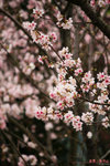 IMG_2797a