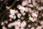 IMG_2801a
