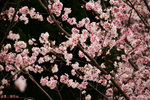 IMG_2804a