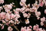 IMG_2805a